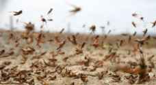 محافظ العقبة: وصول مجموعات صغيرة من الجراد للمحافظة ولا تشكل خطرا - فيديو