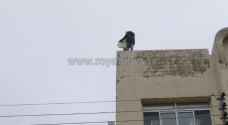 وافد سوداني يهدد بالإنتحار من فوق بناية في عمّان.. والأمن ينجح في ثنيه - فيديو