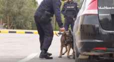 بالفيديو: شاهد تدريب أردني - أمريكي للكلاب البوليسية "K9"