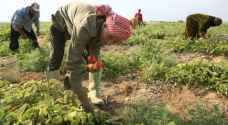 "الزراعة": المنتجات الزراعية الأردنية تتعرض لهجمات "ممنهجة" 