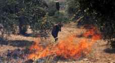 اخماد حريق 1000 دونم "أعشاب جافة وأشجار مثمرة" في اربد