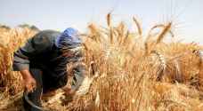 "الزراعة" تدعو لحصد محاصيل القمح والشعير تحسباً من احتراقها