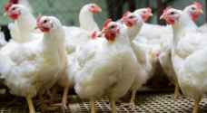 مطالب بتعليق الرسوم الجمركية على الدواجن المستوردة