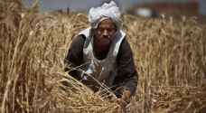 مصر تشتري 290 ألف طن من القمح الروسي والروماني