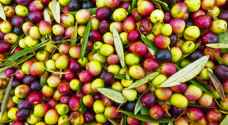 السلطة الفلسطينية تقرر استيراد الزيتون المروي من الأردن والاحتلال