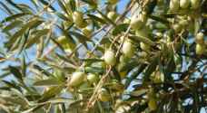 الزراعة تمنع تصدير الزيتون