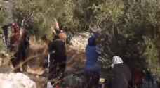 حملات تطوعية لمساندة مزارعي قطف الزيتون في قرية بورين - فيديو