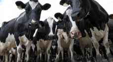 18 ألف بقرة تعيش حياة الرفاه في قطر لمواجهة الحصار