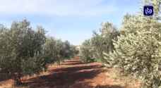 مزارعون يتوقعون انخفاض أسعار زيت الزيتون.. فيديو