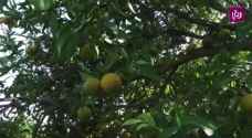 مزارعو الأغوار: تراجع انتاج الحمضيات 25% عن العام الماضي بسبب تأخر الأمطار
