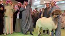 بيع نعجة في الكويت بحوالي 94 ألف دينار أردني "فيديو"