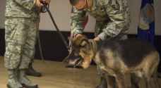 أمريكا توقف إرسال الكلاب المدرّبة على كشف المتفجرات الى الأردن لسوء رعايتها