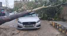 سقوط شجرة ضخمة على مركبة في أبو نصير.. صور