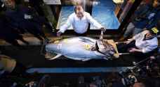 شاهد بالفيديو .. بيع سمكة تونة عملاقة بـ1.8 مليون دولار