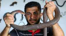 شاب فلسطيني يعيش مع 25 نوعا من الأفاعي