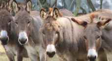 بعد عام على الجدل حول تراجع أعداد الحمير في الأردن ..أين وصلت وزارة الزراعة في حمايتها من الانقراض؟