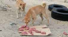 أمانة عمّان تطعم"الكلاب الضالة" لحومًا غير صالحة وتقطع نسلها بهذه الطريقة!