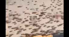 طقس العرب: الجراد يجتاح الدمام والخبر في السعودية بأعداد هائلة - فيديو