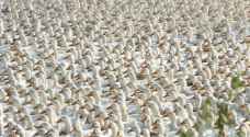 100 ألف بطة من الصين لمكافحة الجراد في باكستان