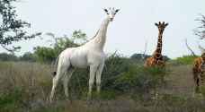 صيادون يقتلون الزرافة البيضاء الوحيدة في العالم