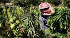 جدل في لبنان بعد موافقة البرلمان على زراعة الحشيش