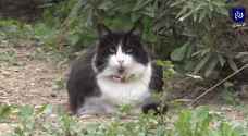 قطط قبرص "تشعر بالملل" بسبب حظر التجول جراء كورونا.. فيديو
