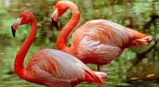 طيور الفلامينغو ومالك الحزين تستعيد موطنها بفضل كورونا