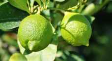 "الزراعة" تنفي استيراد شحنة "ليمون" من الصين: "الشحنة قادمة من منشأ جنوب أفريقي وتم اعادتها"