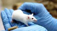 تجارب ناجحة على الفئران قد تفيد بعلاج تشوهات الأذن لدى البشر