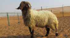 700 ألف راس غنم في الكرك