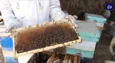 نحالون يطالبون بحماية قطاع إنتاج العسل بمراقبة الأسواق وزيادة الغطاء النباتي.. فيديو