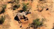 مئات الفيلة تموت بوسط جنوب أفريقيا ولا أحد يعرف السبب