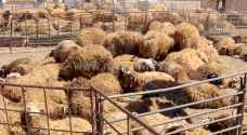 5 دنانير على كل أضحية تذبح داخل مسلخ عمان