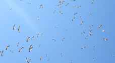 اسراب طيور مهاجرة في سماء الاردن