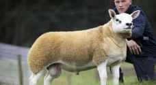 بيع "أغلى خروف بالعالم" بمبلغ من 6 أرقام.. فكم كان الثمن؟