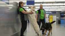 بعد الإمارات ..الكلاب لاكتشاف المصابين بكورونا في مطار هلسنكي