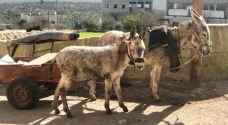 أول مأوى لمعالجة الحمير وتغيير الصورة النمطية عنها في فلسطين.. فيديو