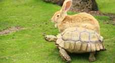 بالفيديو.. سباق بين سلحفاة وأرنب والنتيجة صادمة