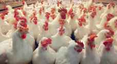 هولندا تعدم ١٩٠ ألف دجاجة بعد إصابتها بإنفلونزا الطيور