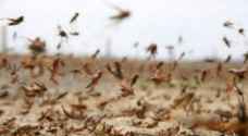 الزراعة تتأهب لمواجهة خطر الجراد