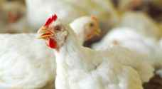 الزراعة المصرية تنفي تفشي إنفلونزا الطيور في البلاد