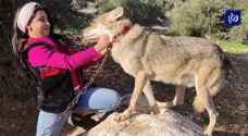 أردني وابنته يروضان صغار "الضواري" ويعتنيان بها.. قبل إعادتها إلى البرية - فيديو