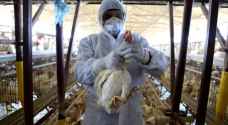 الصين تعلن تفشي انفلونزا الطيور شرق البلاد