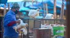 الصحة العالمية تحسم الأمر بشأن تفشي إنفلونزا الطيور بين البشر