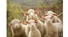 الزراعة تسمح باستيراد الأغنام