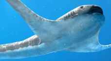 "القرش المجنح".. علماء يكتشفون نوعا غريبا من الكائنات