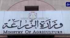 "الزراعة": تمدد الفترة المسموحة لترخيص مزارع الثروة الحيوانية