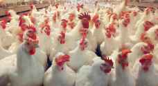 حماية المستهلك تطالب وزارة الزراعة السماح باستيراد الدجاج في رمضان