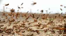 الجراد يصل إلى العاصمة عمان.. فيديو