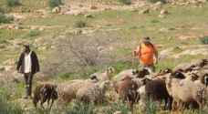 مستوطنون يعتدون على رعاة الأغنام جنوب الخليل